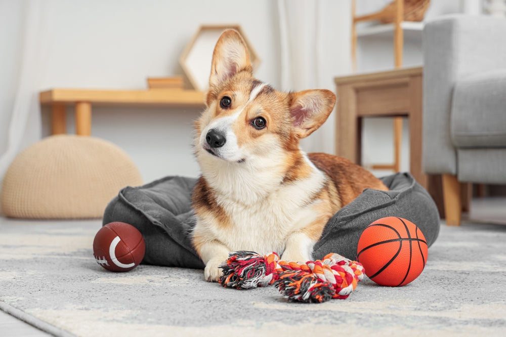 Toys For Pet