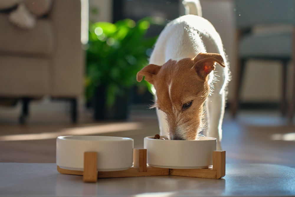 Pet Food & Water Bowl