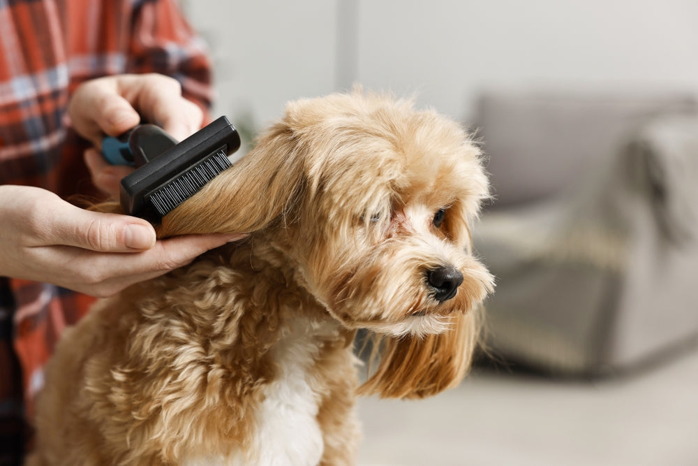 Pet Grooming