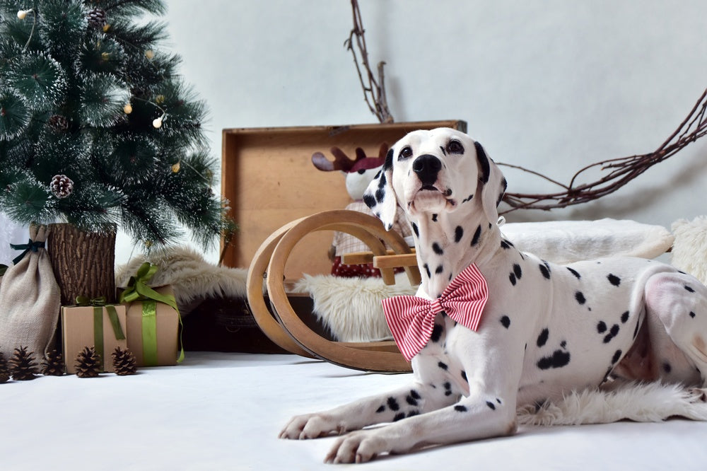 Pet Bowtie & Collars
