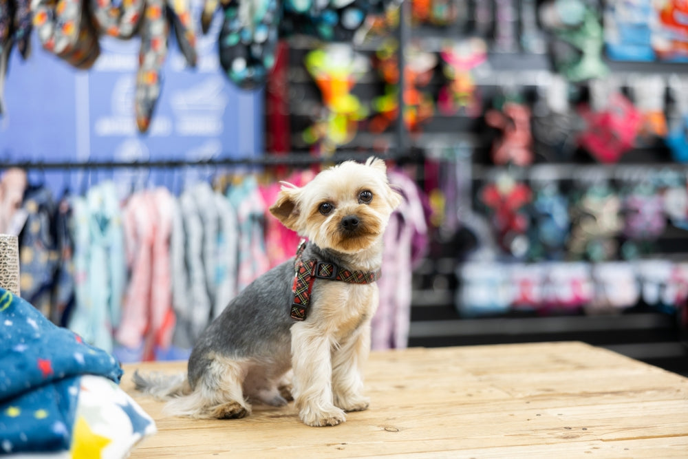Pet Wear