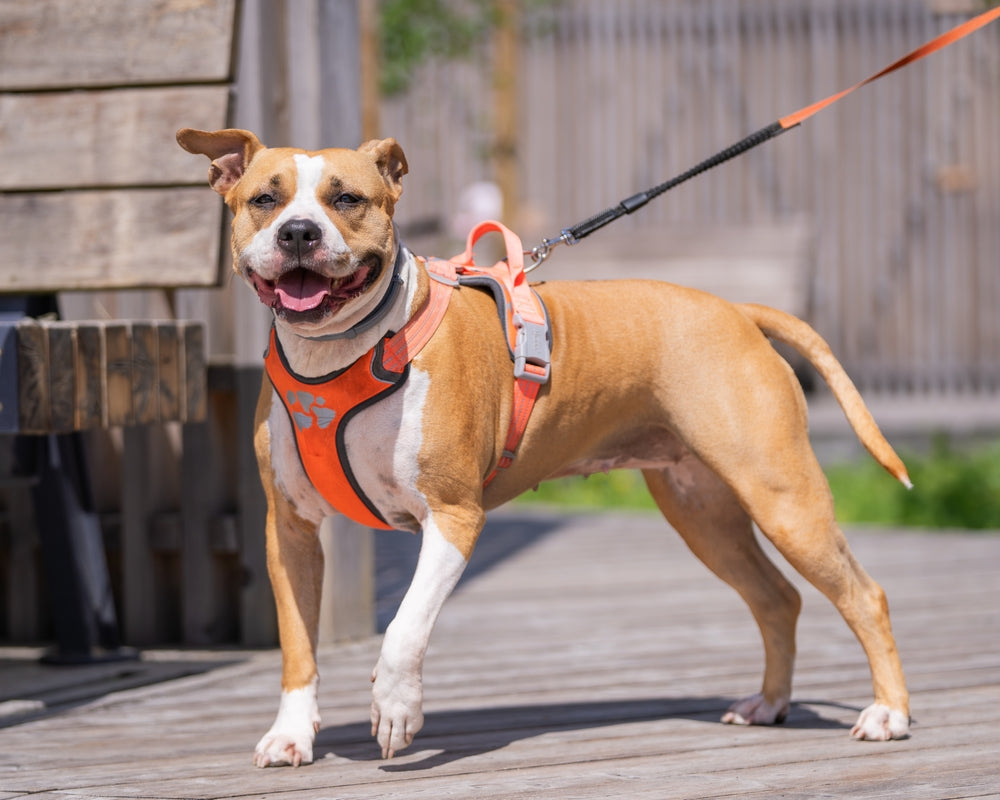 Pet Leash & Harness
