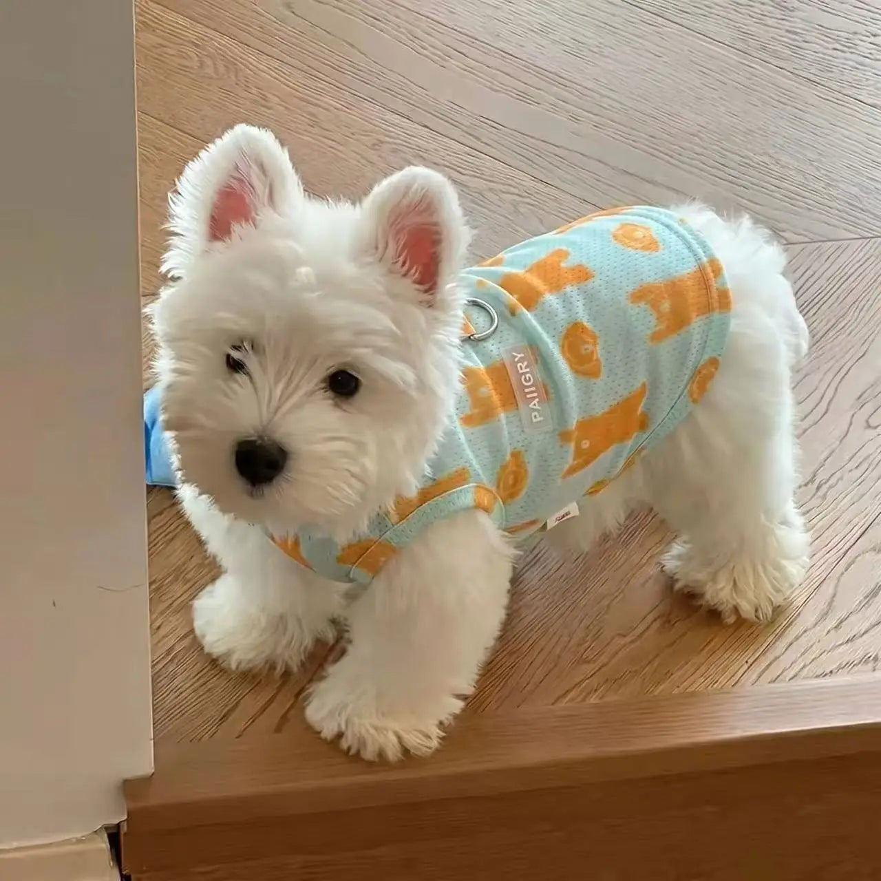 2Pcs Summer Dog Cooling Clothes Set